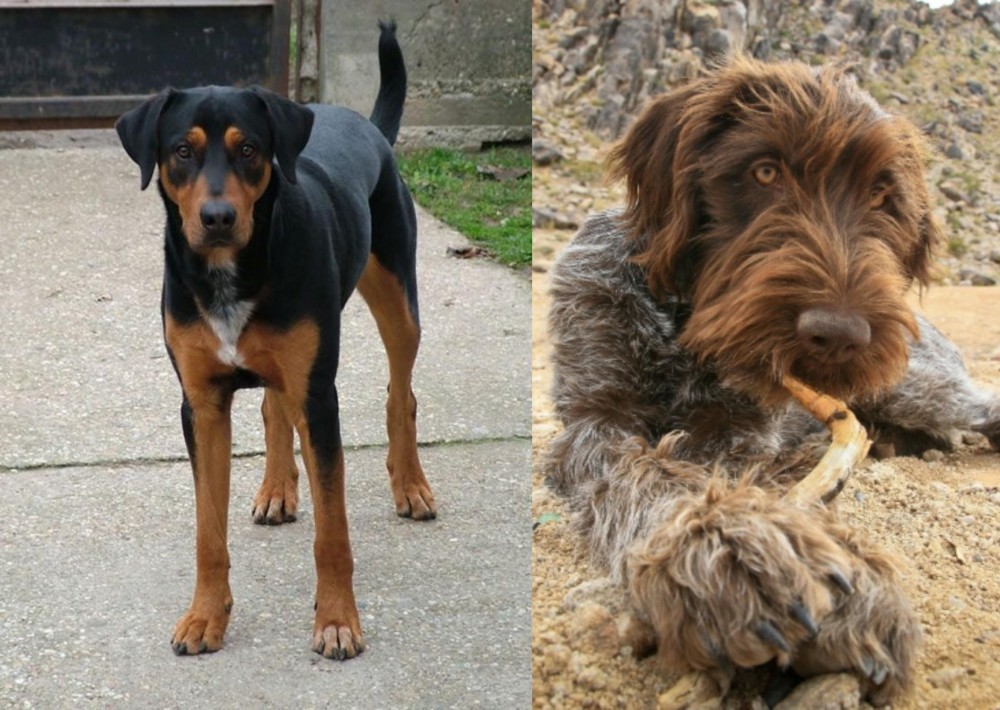 Wirehaired Pointing Griffon vs Hungarian Hound - Breed Comparison
