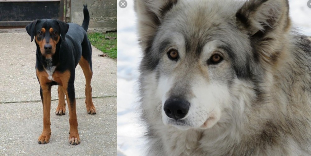 Wolfdog vs Hungarian Hound - Breed Comparison