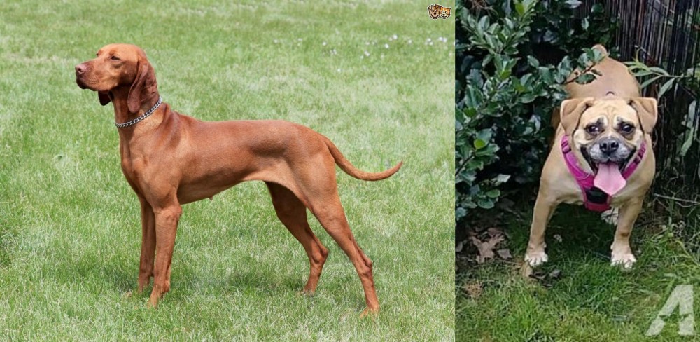 Beabull vs Hungarian Vizsla - Breed Comparison
