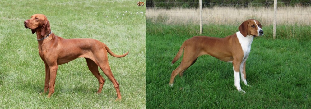 Hygenhund vs Hungarian Vizsla - Breed Comparison