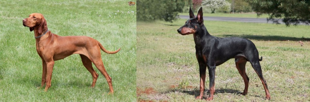 Manchester Terrier vs Hungarian Vizsla - Breed Comparison