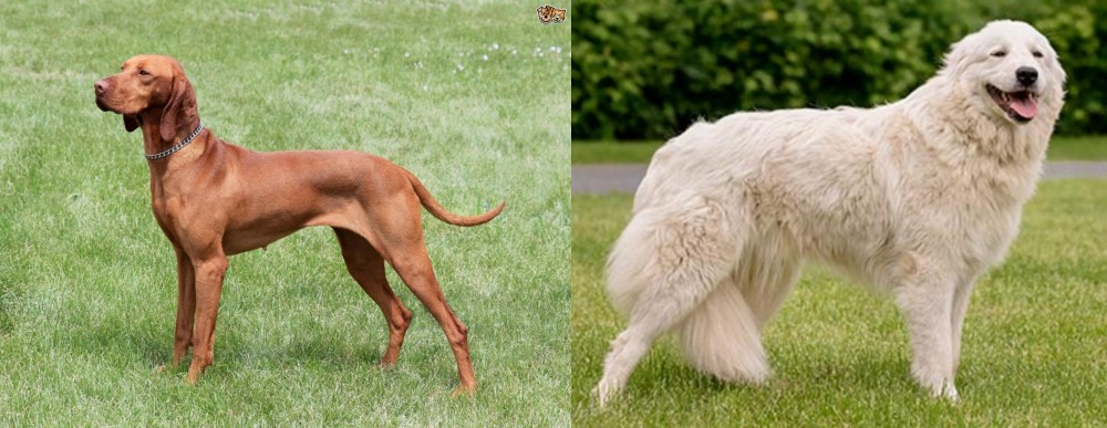 Maremma Sheepdog vs Hungarian Vizsla - Breed Comparison