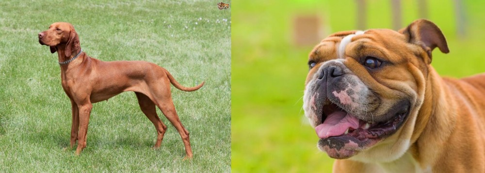Miniature English Bulldog vs Hungarian Vizsla - Breed Comparison