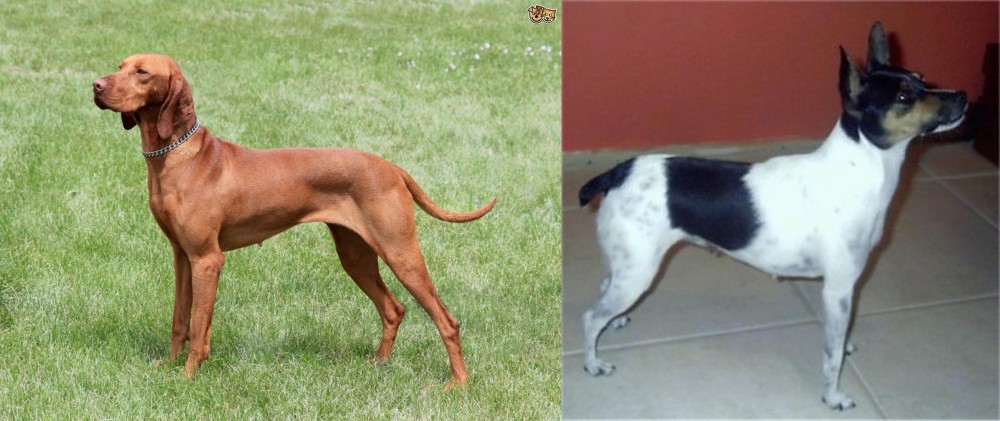 Miniature Fox Terrier vs Hungarian Vizsla - Breed Comparison