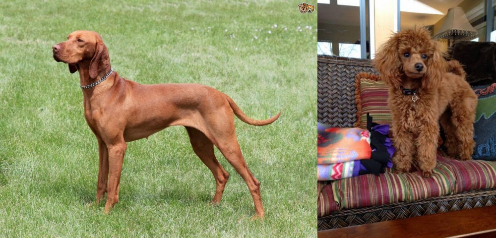 Miniature Poodle vs Hungarian Vizsla - Breed Comparison
