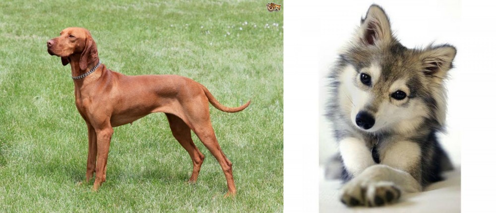 Miniature Siberian Husky vs Hungarian Vizsla - Breed Comparison