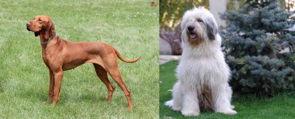 Mioritic Sheepdog vs Hungarian Vizsla - Breed Comparison
