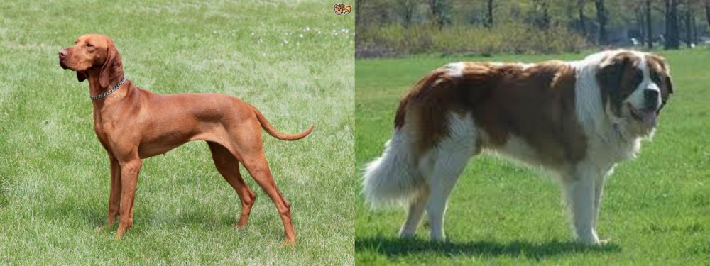 Moscow Watchdog vs Hungarian Vizsla - Breed Comparison