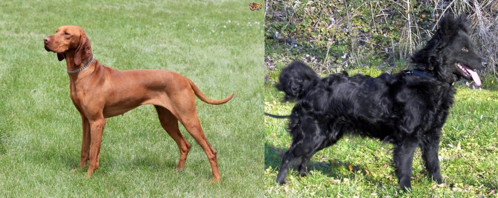 Mudi vs Hungarian Vizsla - Breed Comparison