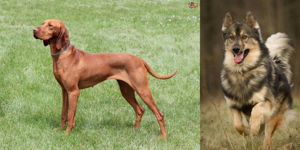 Native American Indian Dog vs Hungarian Vizsla - Breed Comparison