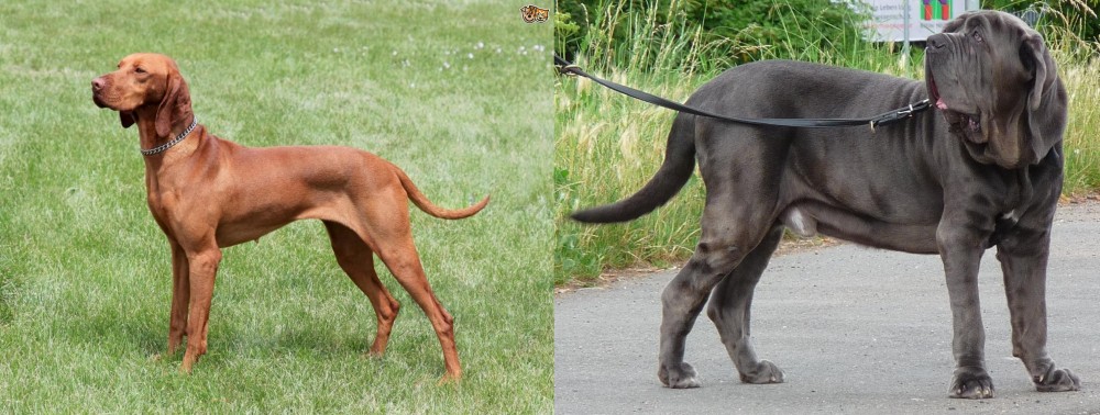 Neapolitan Mastiff vs Hungarian Vizsla - Breed Comparison