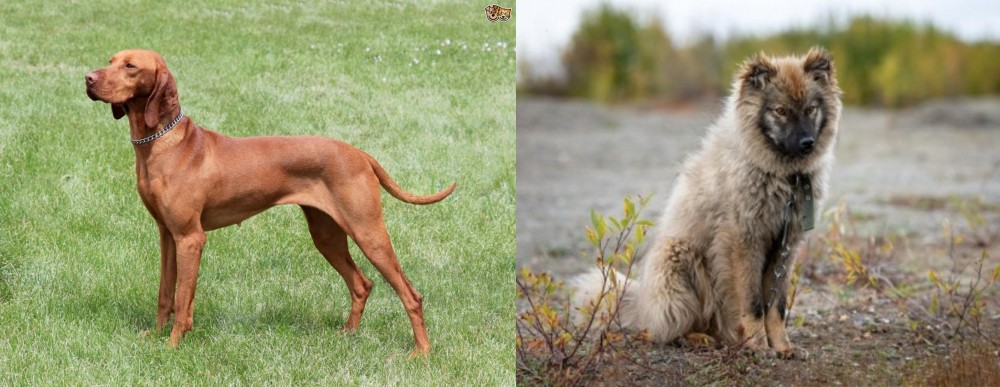 Nenets Herding Laika vs Hungarian Vizsla - Breed Comparison