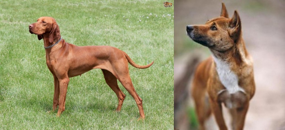 New Guinea Singing Dog vs Hungarian Vizsla - Breed Comparison