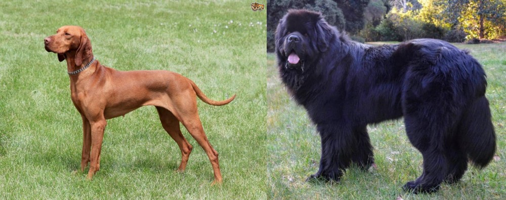 Newfoundland Dog vs Hungarian Vizsla - Breed Comparison