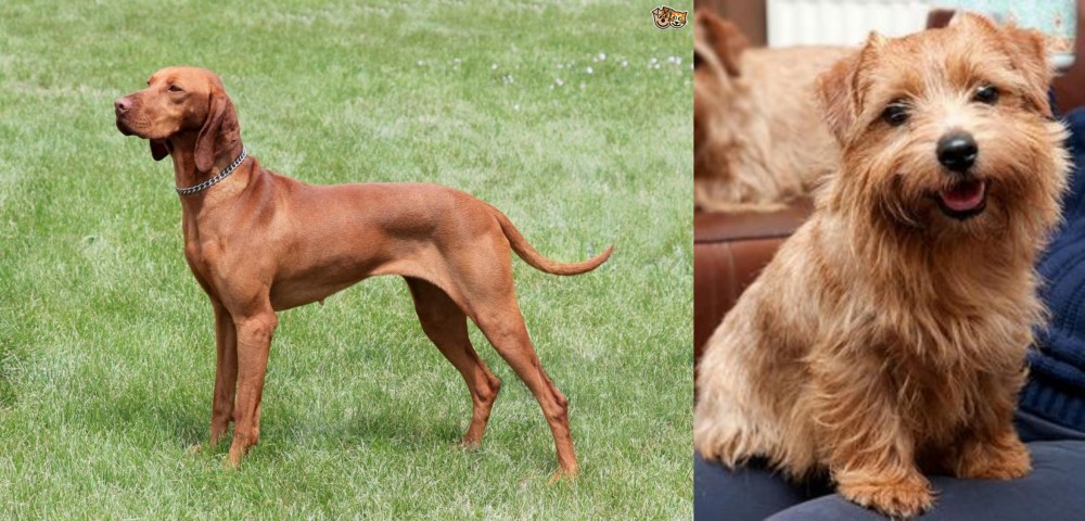 Norfolk Terrier vs Hungarian Vizsla - Breed Comparison