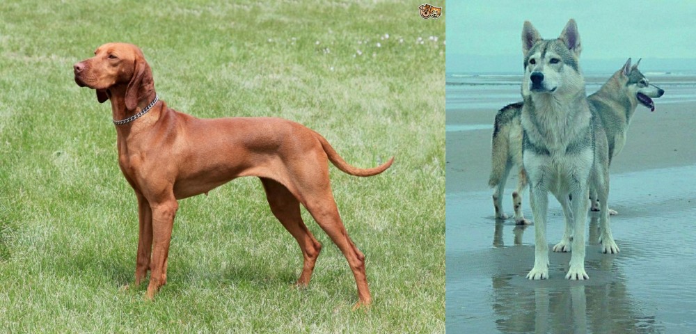 Northern Inuit Dog vs Hungarian Vizsla - Breed Comparison