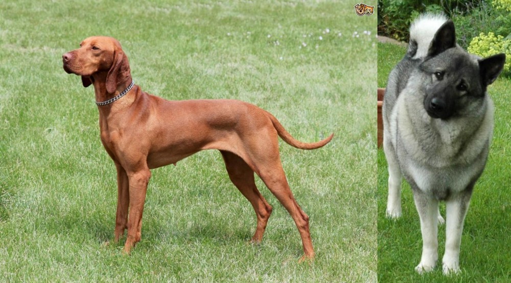 Norwegian Elkhound vs Hungarian Vizsla - Breed Comparison