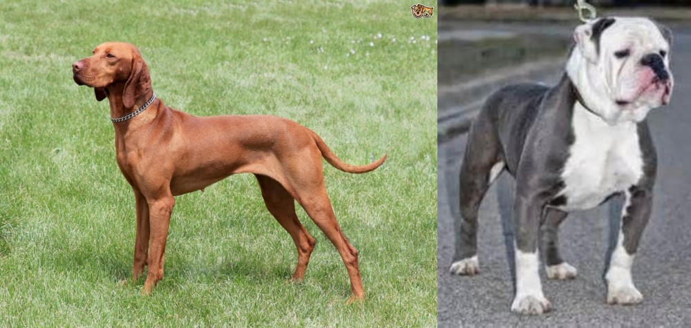Old English Bulldog vs Hungarian Vizsla - Breed Comparison