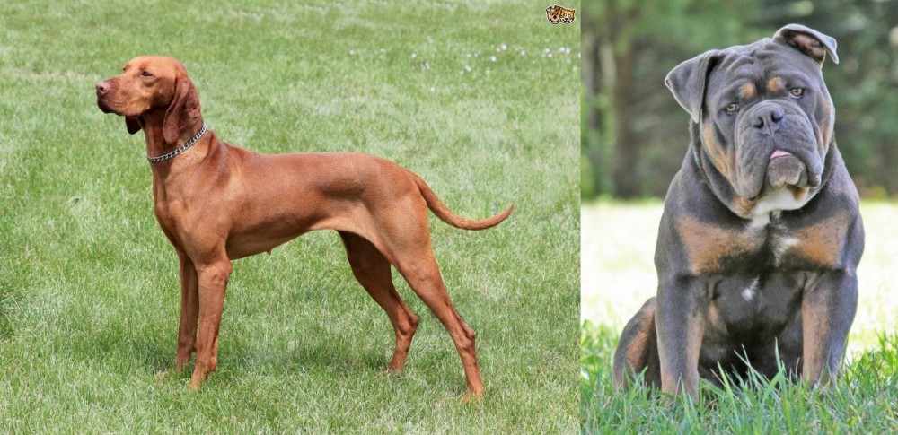Olde English Bulldogge vs Hungarian Vizsla - Breed Comparison