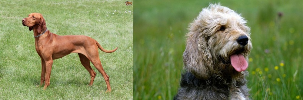 Otterhound vs Hungarian Vizsla - Breed Comparison