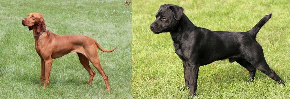 Patterdale Terrier vs Hungarian Vizsla - Breed Comparison