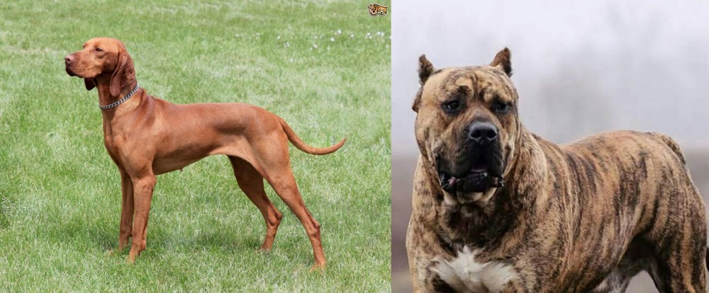 Perro de Presa Canario vs Hungarian Vizsla - Breed Comparison
