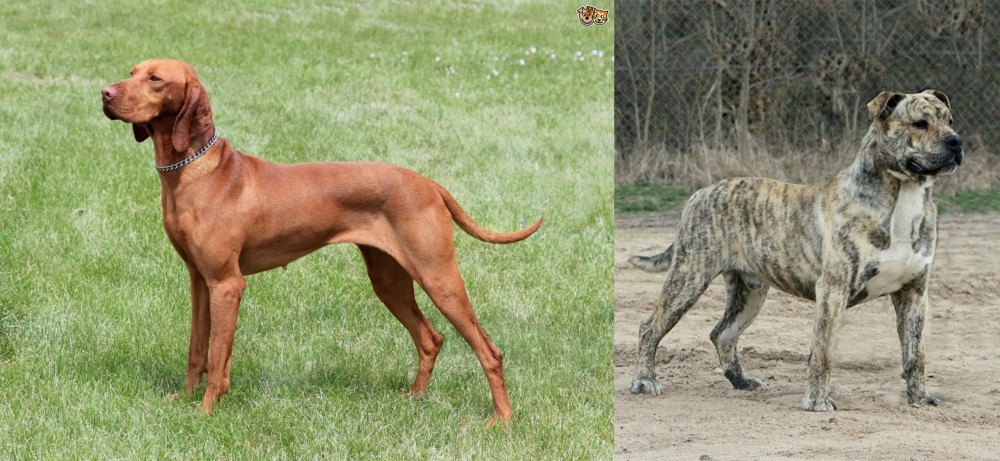 Perro de Presa Mallorquin vs Hungarian Vizsla - Breed Comparison