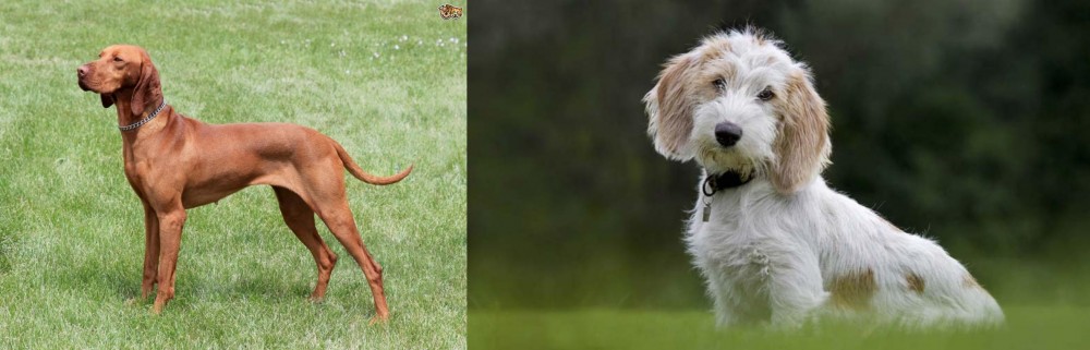 Petit Basset Griffon Vendeen vs Hungarian Vizsla - Breed Comparison
