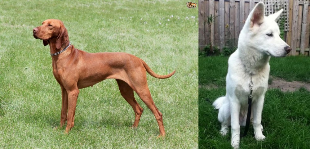 Phung San vs Hungarian Vizsla - Breed Comparison