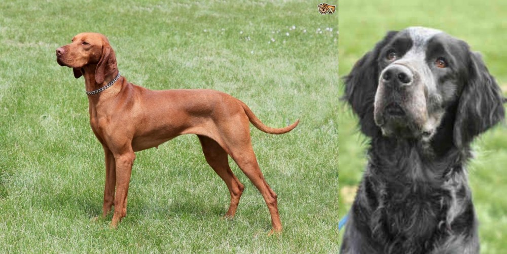 Picardy Spaniel vs Hungarian Vizsla - Breed Comparison