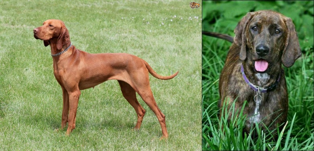 Plott Hound vs Hungarian Vizsla - Breed Comparison