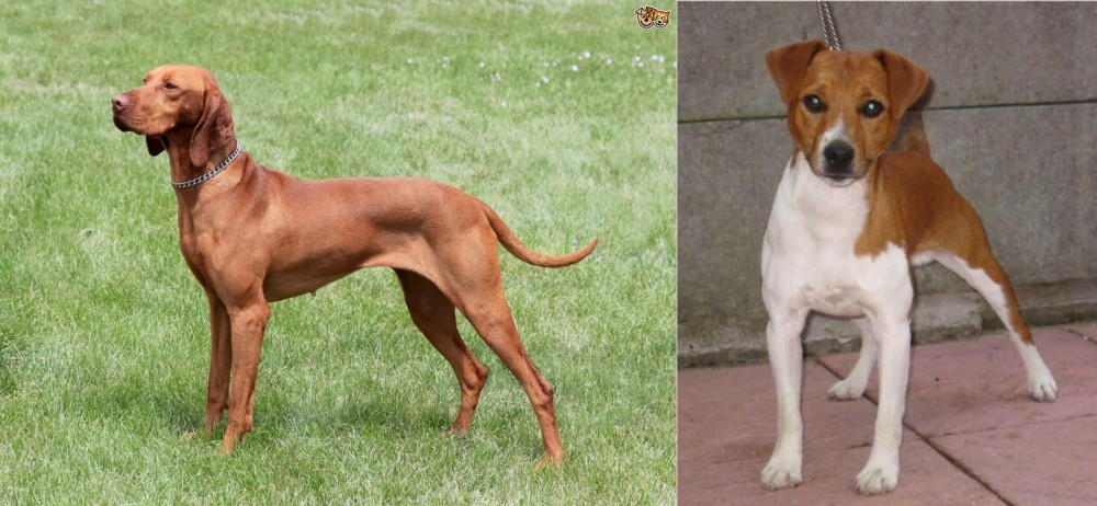 Plummer Terrier vs Hungarian Vizsla - Breed Comparison