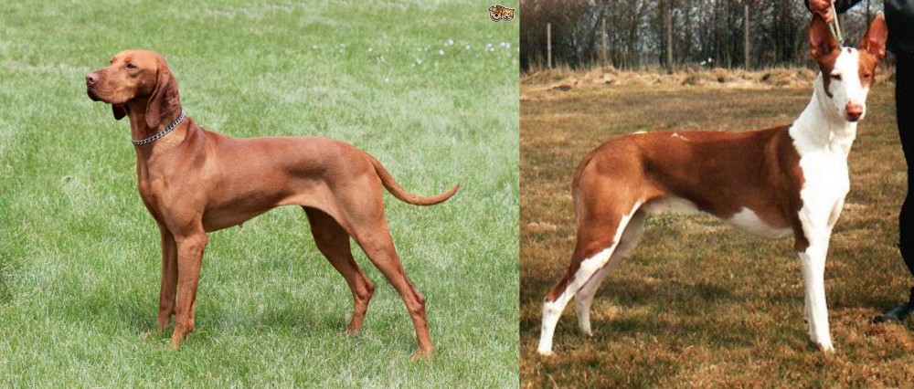 Podenco Canario vs Hungarian Vizsla - Breed Comparison