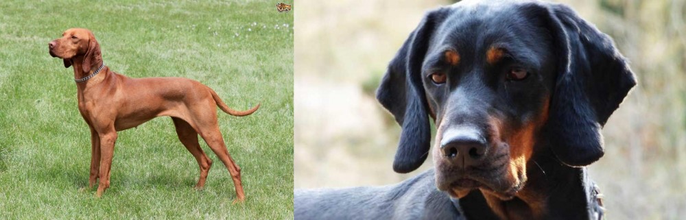 Polish Hunting Dog vs Hungarian Vizsla - Breed Comparison