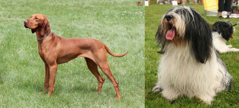 Polish Lowland Sheepdog vs Hungarian Vizsla - Breed Comparison