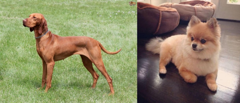 Pomeranian vs Hungarian Vizsla - Breed Comparison