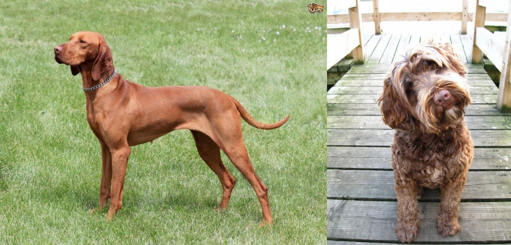 Portuguese Water Dog vs Hungarian Vizsla - Breed Comparison