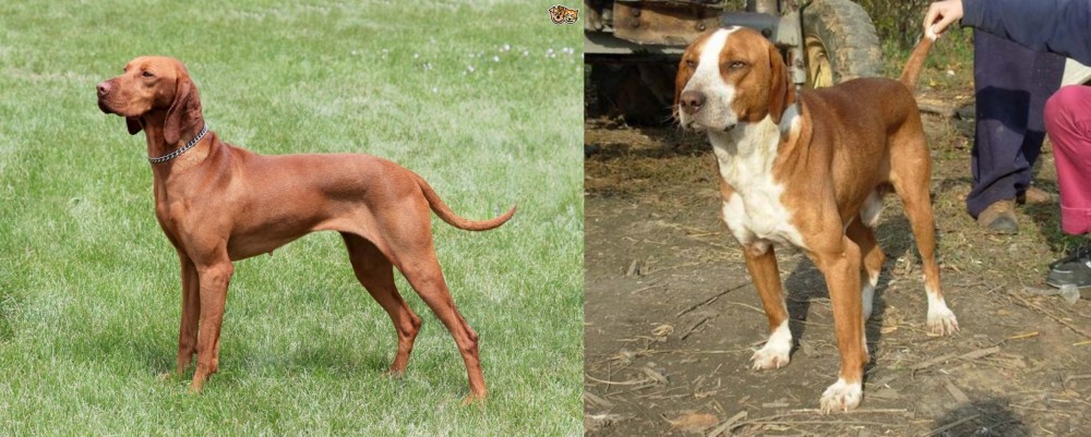 Posavac Hound vs Hungarian Vizsla - Breed Comparison