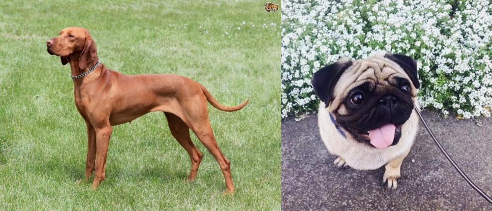 Pug vs Hungarian Vizsla - Breed Comparison