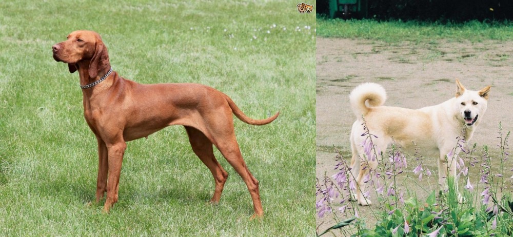Pungsan Dog vs Hungarian Vizsla - Breed Comparison