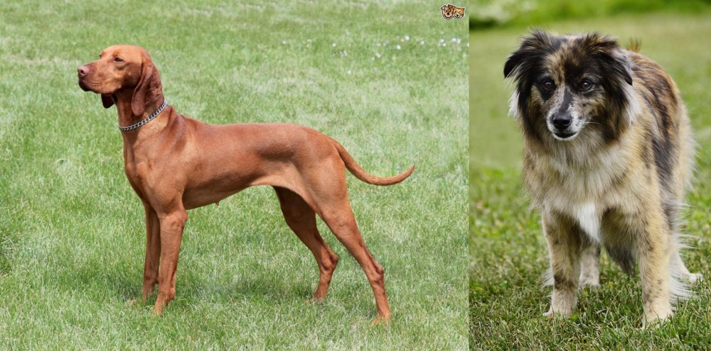 Pyrenean Shepherd vs Hungarian Vizsla - Breed Comparison