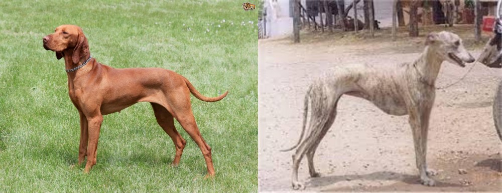 Rampur Greyhound vs Hungarian Vizsla - Breed Comparison