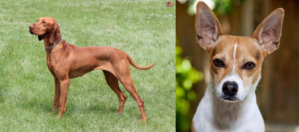 Rat Terrier vs Hungarian Vizsla - Breed Comparison