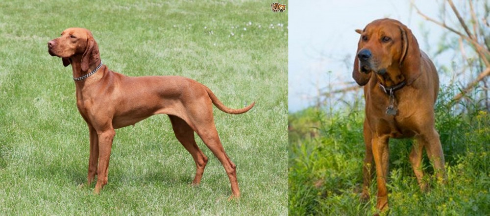 Redbone Coonhound vs Hungarian Vizsla - Breed Comparison