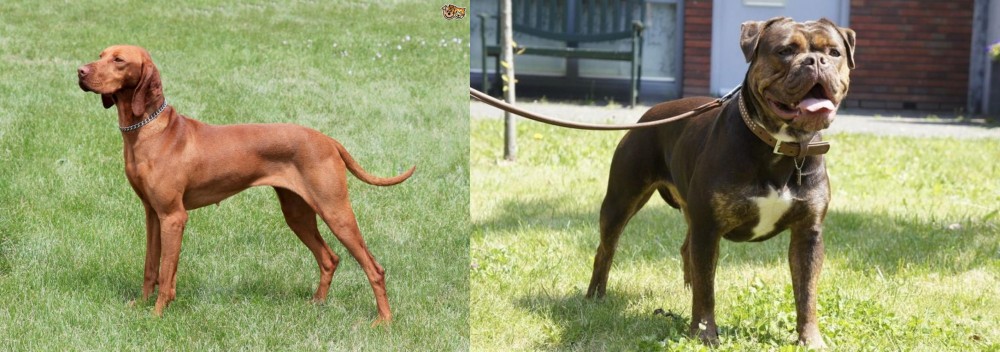 Renascence Bulldogge vs Hungarian Vizsla - Breed Comparison