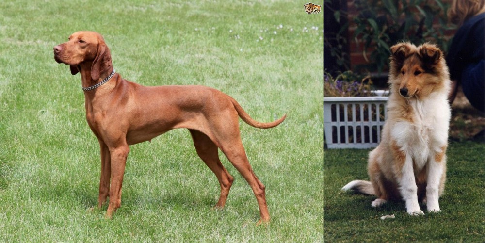 Rough Collie vs Hungarian Vizsla - Breed Comparison