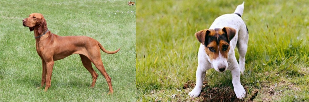 Russell Terrier vs Hungarian Vizsla - Breed Comparison