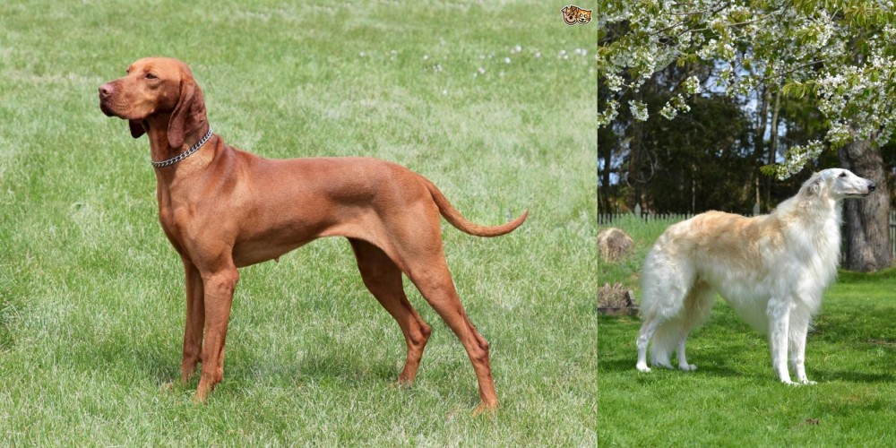 Russian Hound vs Hungarian Vizsla - Breed Comparison