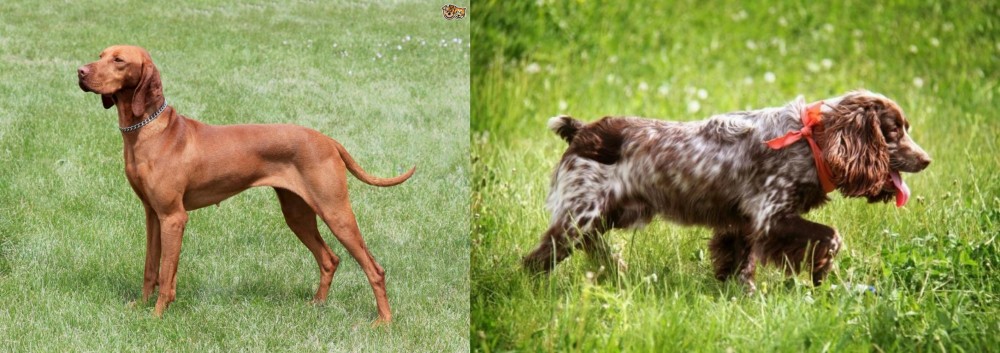 Russian Spaniel vs Hungarian Vizsla - Breed Comparison