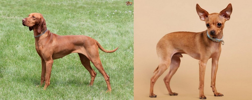 Russian Toy Terrier vs Hungarian Vizsla - Breed Comparison